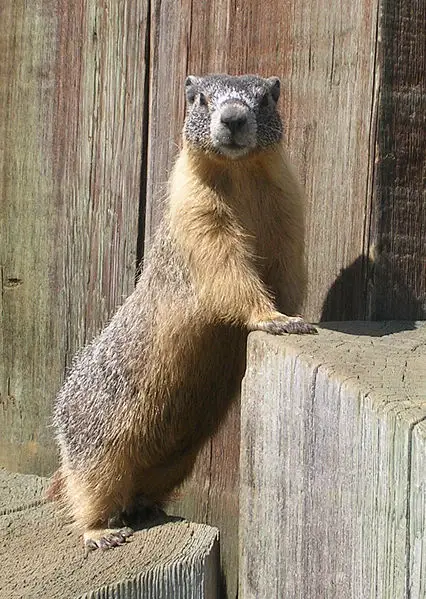 File:Marmot princeton.JPG