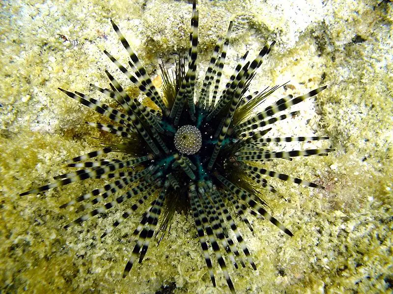 File:SeaDSC01286.JPG