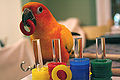 Thumbnail for version as of 19:13, 6 November 2008