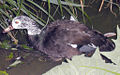 Thumbnail for version as of 21:27, 30 January 2009