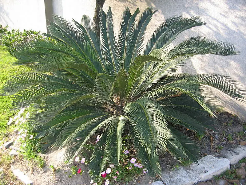 File:CycadKingSago.jpg