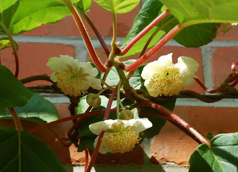 File:Kiwi-maennliche-bluete.jpg