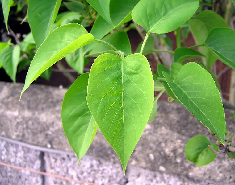 File:Lilac.leaves.arp.jpg