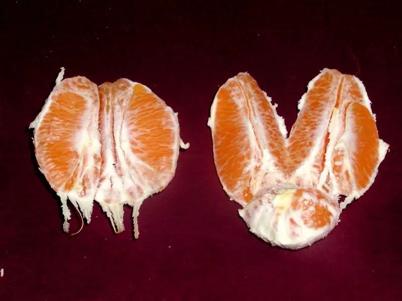 File:Navel orange sectioned.jpg