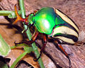 Thumbnail for version as of 11:55, 10 May 2006
