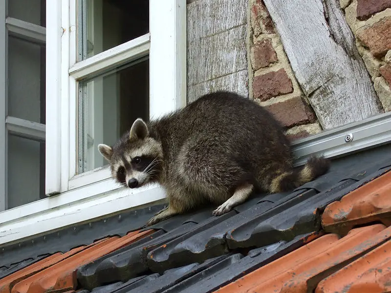 Raccoon - New World Encyclopedia