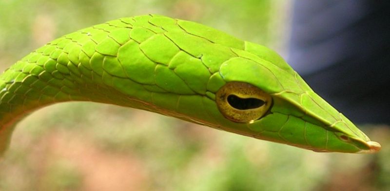 File:Ahaetulla head.jpg