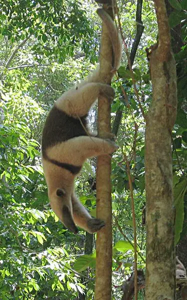 File:DirkvdM tamandua.jpg