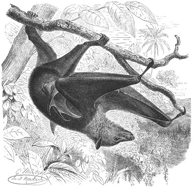 File:Kalong-drawing.jpg