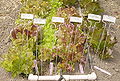 Thumbnail for version as of 17:00, 15 August 2007