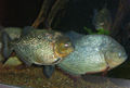 Thumbnail for version as of 17:20, 29 January 2007