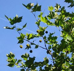 Leaves and fruit of a London Plane
