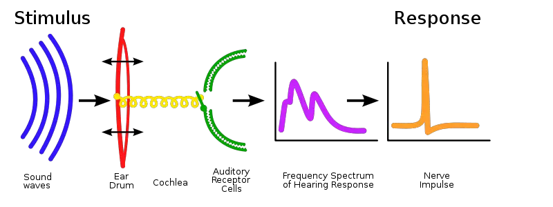 File:Processing-of-sound.svg
