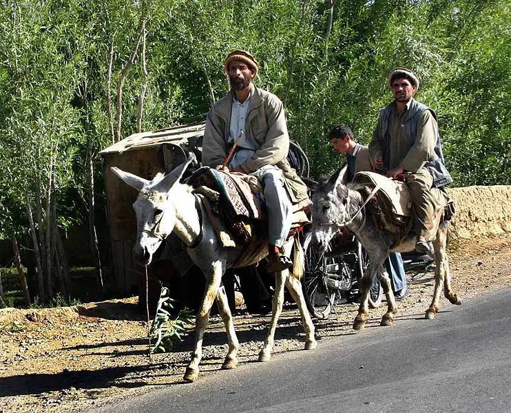 File:Donkeys in Afghanistan.jpg