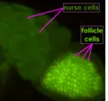 Thumbnail for version as of 14:02, 6 October 2006