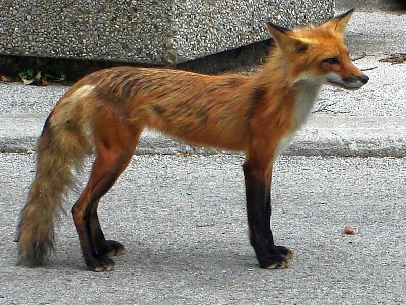 File:FoxInHighPark.JPG