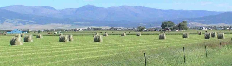 File:Hayfield2.jpg