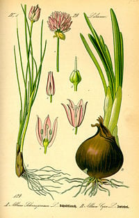 Illustration Allium schoenoprasum0.jpg