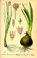 Thumbnail for version as of 20:57, 13 December 2007