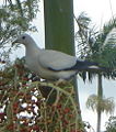 Thumbnail for version as of 14:36, 8 July 2006