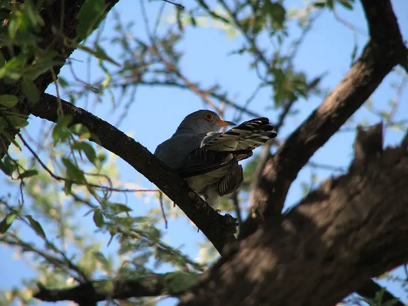 File:African Cuckoo.jpg