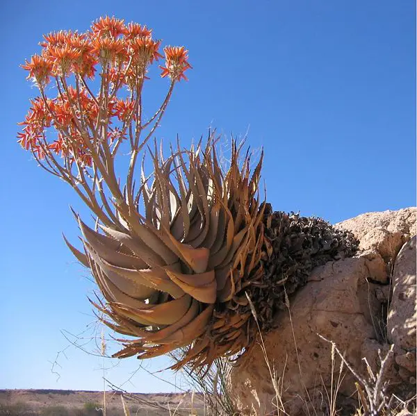 File:Aloe hereroensis Auob C15.JPG