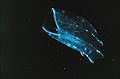 Thumbnail for version as of 12:44, 8 July 2006