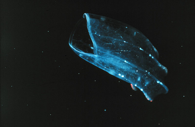 File:Ctenophore2.jpg