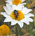 Thumbnail for version as of 12:31, 10 May 2006