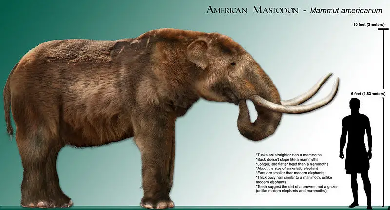File:High res mastodon rendering.jpg