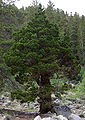 Thumbnail for version as of 17:16, 20 November 2008