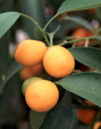 Malayan Kumquat foliage and fruit