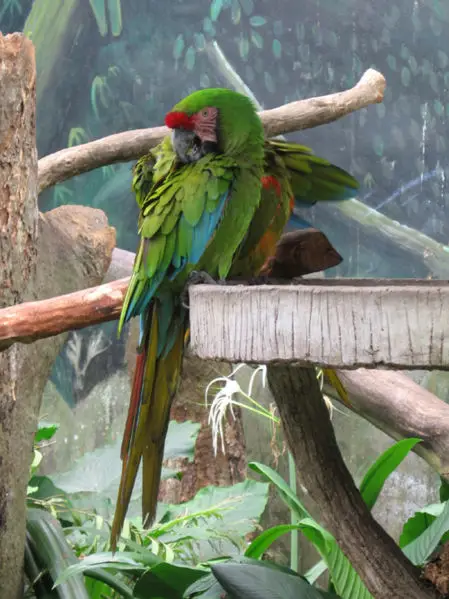 File:Military Macaw jbp.jpg