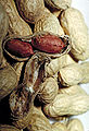 Thumbnail for version as of 13:13, 19 July 2006