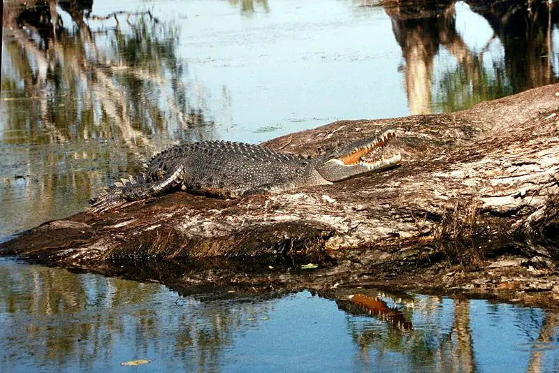 File:Saltwater croc kakadu.jpg