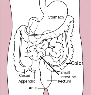 Stomach colon rectum diagram.svg