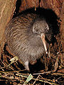Thumbnail for version as of 23:46, 20 August 2008