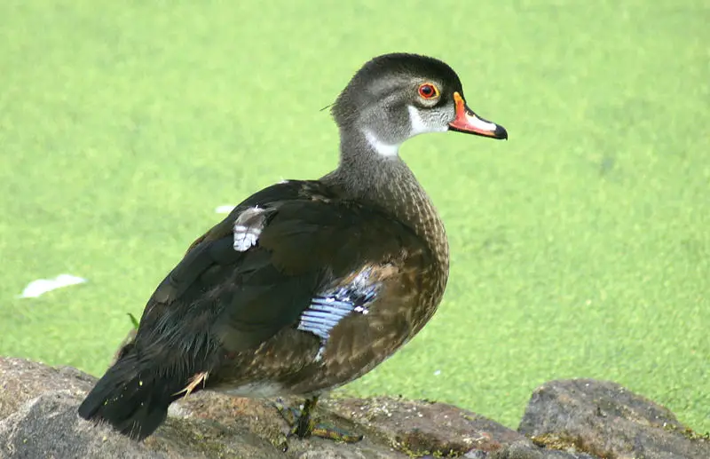 File:Wood duck eclipse.jpg