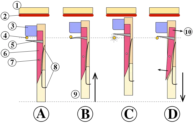 File:Clavecin sautereau fonctionnement.svg