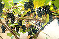 Thumbnail for version as of 18:20, 1 April 2007