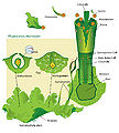 Thumbnail for version as of 16:35, 6 August 2006
