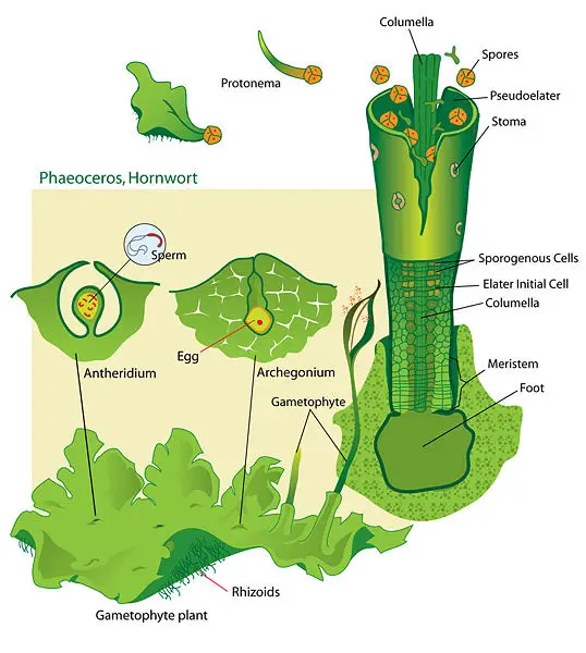 File:Hornwort structures.jpg