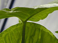 Thumbnail for version as of 23:21, 1 May 2006
