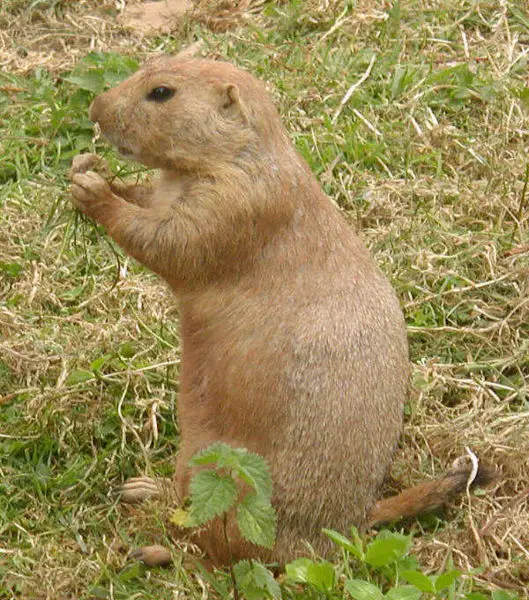 File:Prairie.dog.600pix.jpg