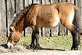 Thumbnail for version as of 18:36, 17 August 2008
