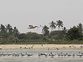 Thumbnail for version as of 20:31, 13 January 2009