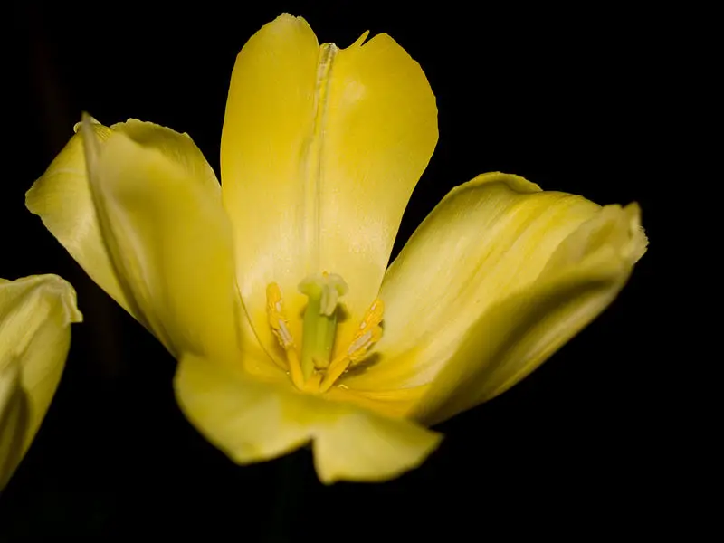 File:YellowMacro.jpg