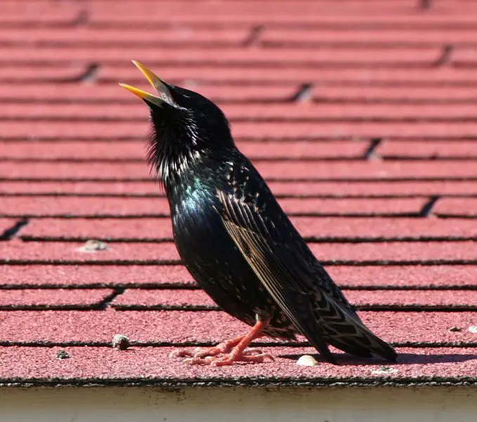 File:Birdsinging03182006.JPG