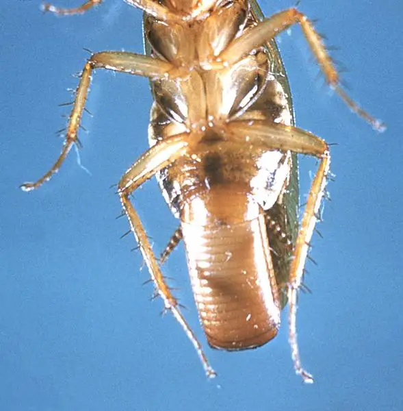 File:Blatella germanica cdc.jpg