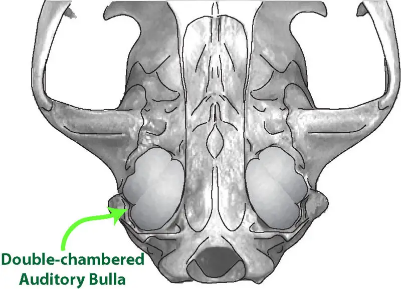 File:Feliformia Skull v01-2.jpg